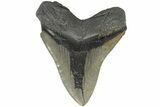 Huge, Fossil Megalodon Tooth - Visible Serrations #203032-2